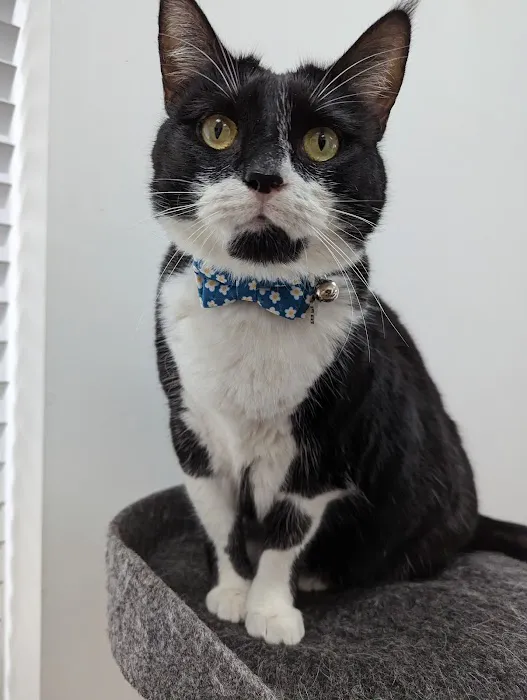 Humber Pets Picture 2