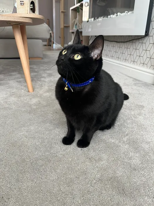 Humber Pets Picture 3