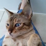 High Point Cattery