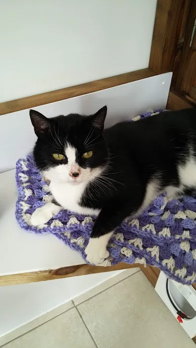 High Point Cattery Picture 4