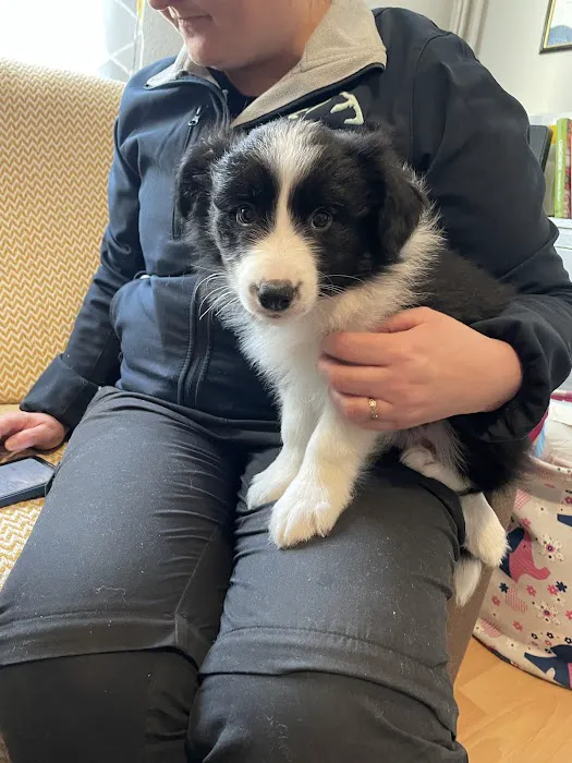 Peak Community Vet Picture 6