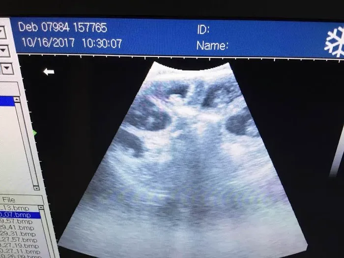 Ultrasound dog pregnancy detection Picture 2