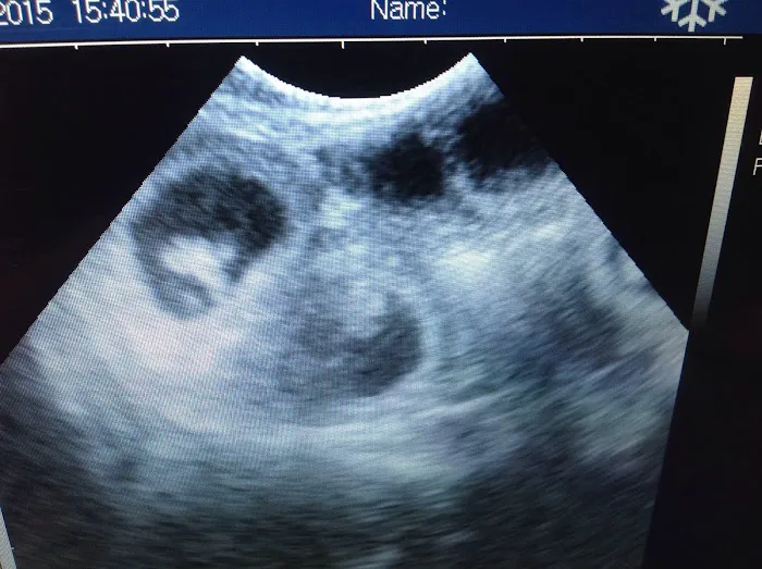 Ultrasound dog pregnancy detection Picture 1