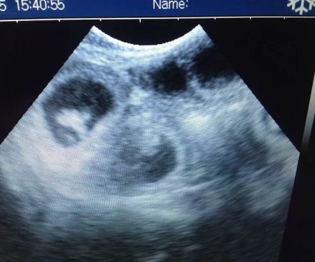 Ultrasound dog pregnancy detection