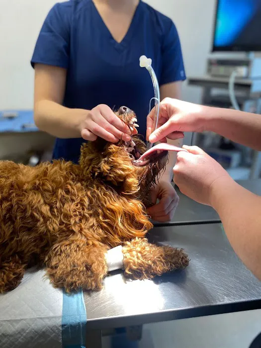 Longridge Vets Picture 5