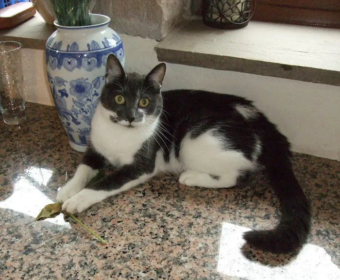 Purrfection Cattery Picture 1