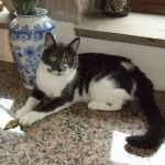 Purrfection Cattery