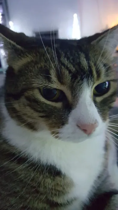 Purrfection Cattery Picture 4