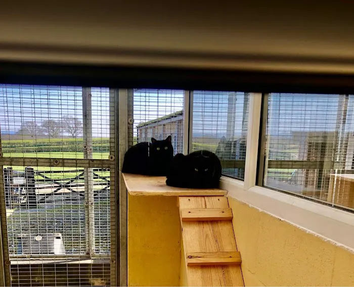 Purrfection Cattery Picture 5