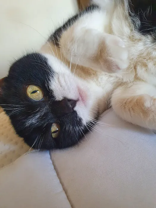 Purrfection Cattery Picture 3