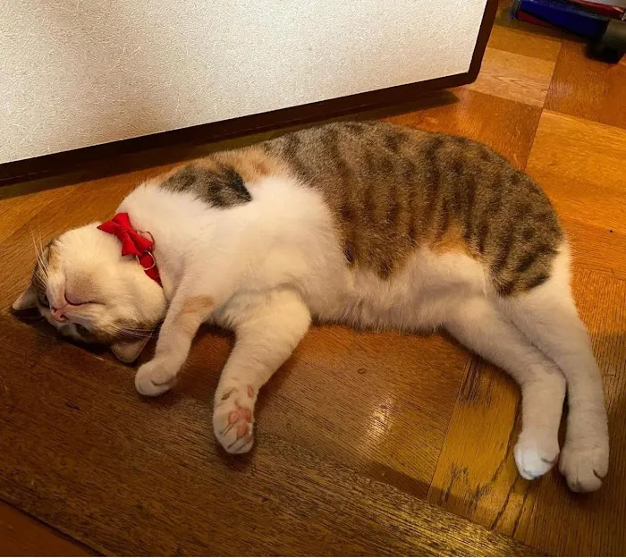 Purrfection Cattery Picture 6