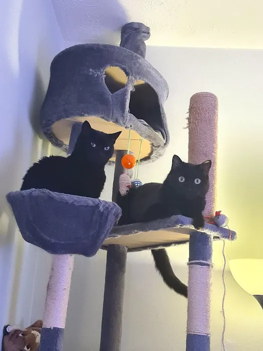 Purrfection Cattery Picture 7