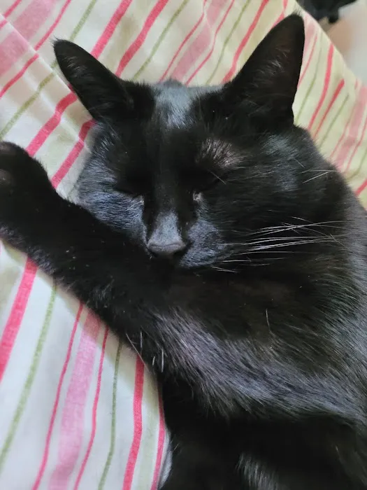 Purrfection Cattery Picture 8