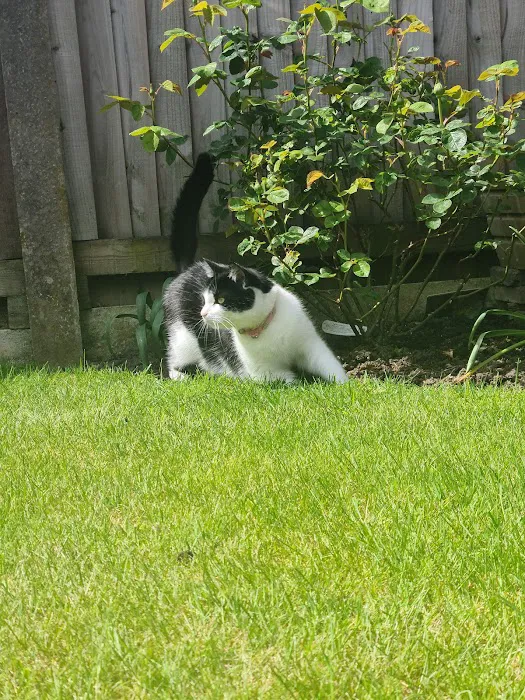 Purrfection Cattery Picture 9