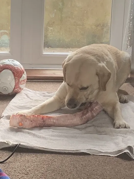 Stefs Pet Pantry Picture 5