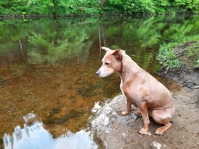 Stefs Pet Pantry Picture 3