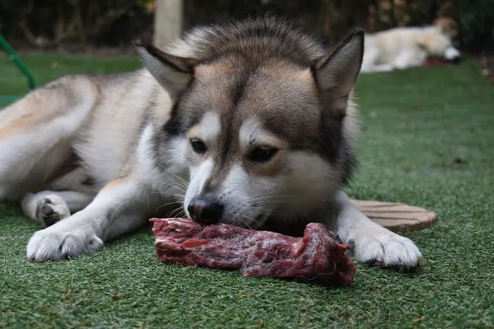 Stefs Pet Pantry Picture 4