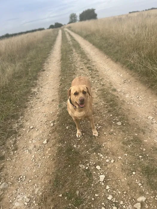 Stefs Pet Pantry Picture 7