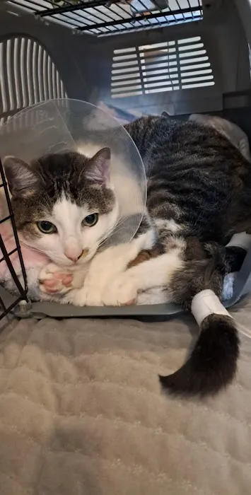 Vets for Pets - Peterborough Picture 1