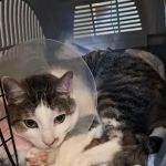 Vets for Pets - Peterborough