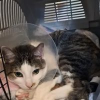 Vets for Pets - Peterborough ico