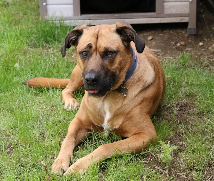 Vets for Pets - Peterborough Picture 2