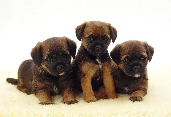 Medivet Peterborough Welland Rd - Youngs Veterinary Partnership Picture 2