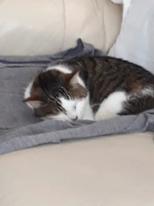 Medivet Peterborough Welland Rd - Youngs Veterinary Partnership Picture 10
