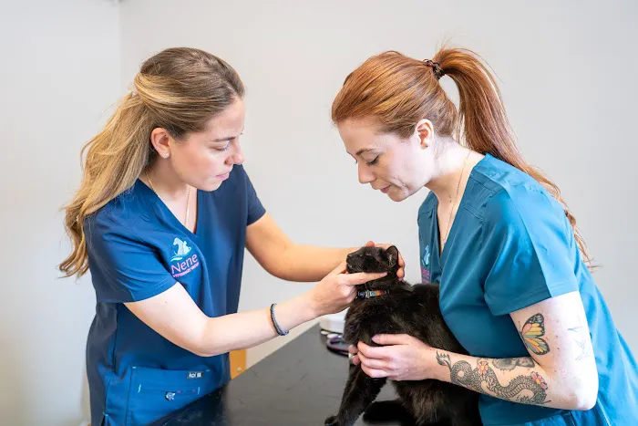 Nene Veterinary Group, Peterborough Picture 5