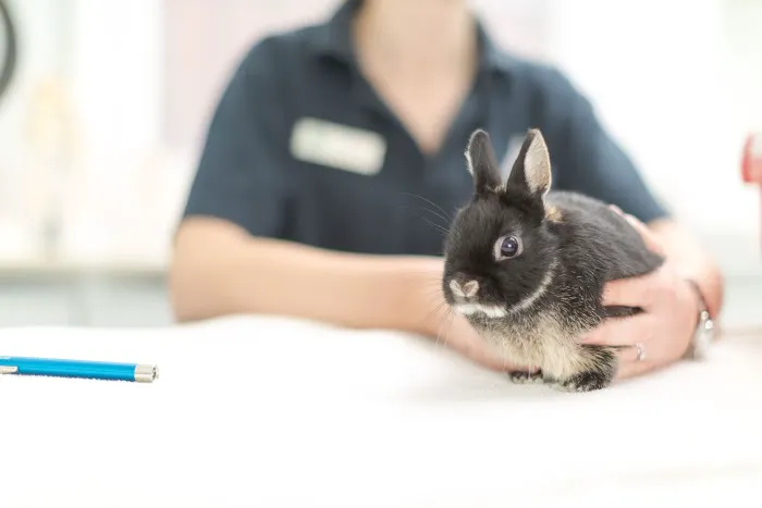Pengelly & Mizen Veterinary Surgeons Picture 3