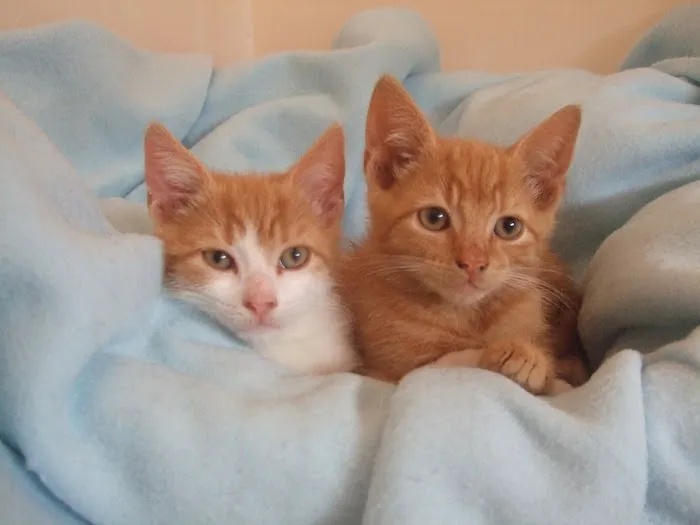 The Cats Inn Boarding Cattery Picture 3