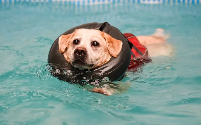 Well Dog Hydrotherapy Picture 3