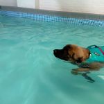 Well Dog Hydrotherapy