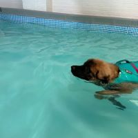 Well Dog Hydrotherapy ico