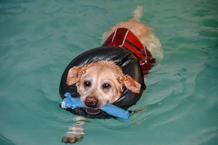Well Dog Hydrotherapy Picture 8