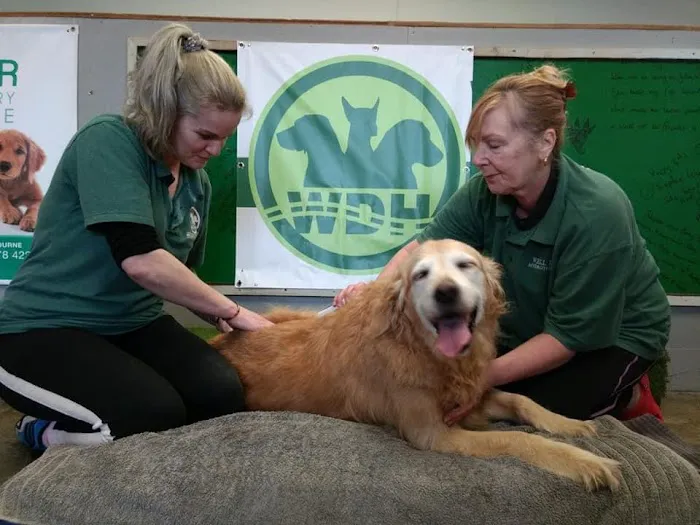 Well Dog Hydrotherapy Picture 4