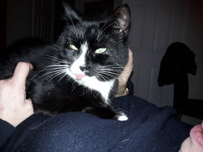 The Springs Cattery Picture 2