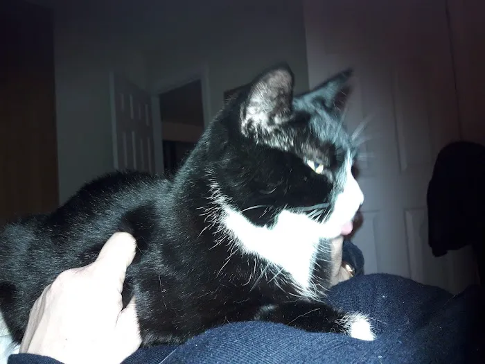 The Springs Cattery Picture 4