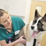 Holly House Veterinary Clinic