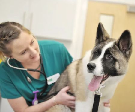 Holly House Veterinary Clinic