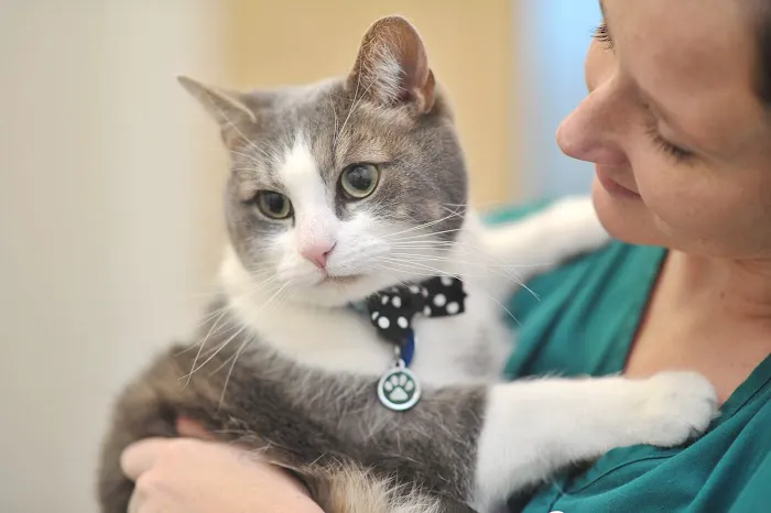 Holly House Veterinary Clinic Picture 2