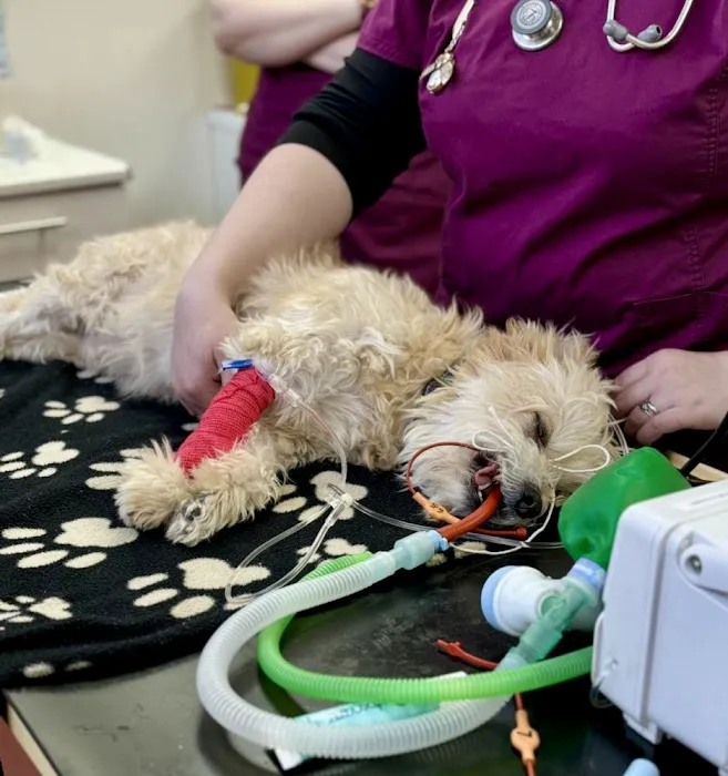 Collingham Vets Picture 6
