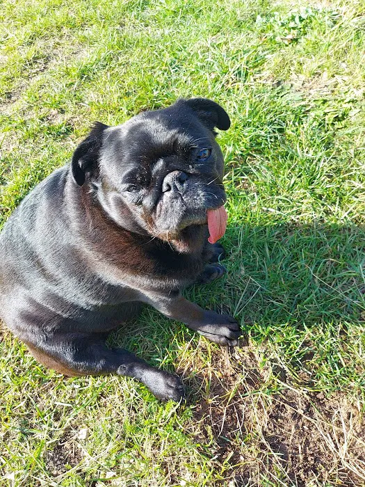 Collingham Vets Picture 7