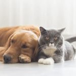 Park View Veterinary Hospital