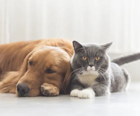 Park View Veterinary Hospital