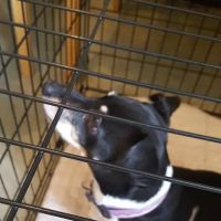 Animal Care Clinic Ltd. ico