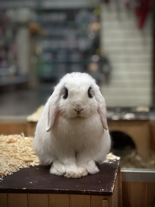 Pets at Home Peterborough Picture 7