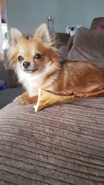 Posh Petz Picture 10