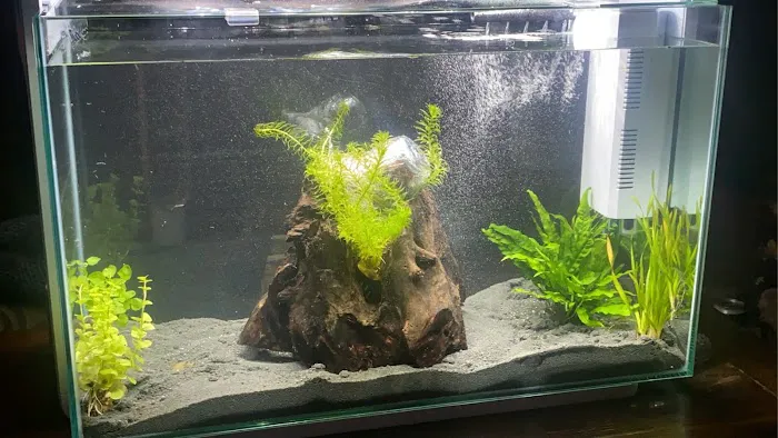 Maidenhead Aquatics Peterborough Dobbies Picture 1