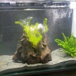 Maidenhead Aquatics Peterborough Dobbies
